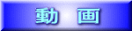 動　画